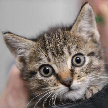 Barrel -  Domestic Short Hair Cat for Adoption in Redwood City, California - Barrel | PetCurious