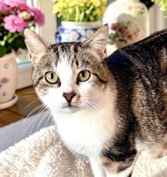 Vincent - Polydactyl -  Domestic Short Hair Cat for Adoption in Perry, Iowa - Vincent - Polydactyl | PetCurious
