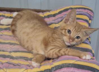 Tabby Cats Available for Adoption - Matthew And Gunnar  | PetCurious