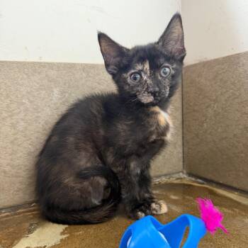 Corduroy -  Domestic Short Hair Cat for Adoption in Green Bay, Wisconsin - Corduroy | PetCurious