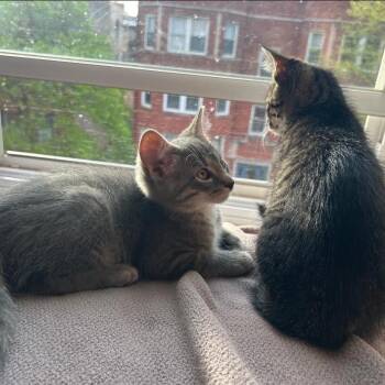 Domestic Short Hair Cats Available for Adoption in Chicago, Illinois - Oliver (bonded With Mabel) | PetCurious
