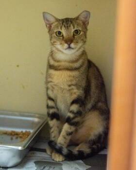 Aspen [FIV+] -  Domestic Short Hair Cat for Adoption in Chamblee, Georgia - Aspen [FIV+] | PetCurious