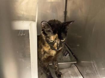 A612237 -  Domestic Short Hair Cat for Adoption in Modesto, California - A612237 | PetCurious