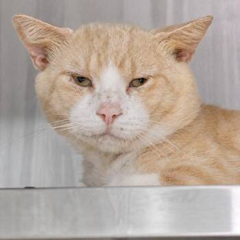 Markie -  Domestic Short Hair Cat for Adoption in Austin, Texas - Markie | PetCurious