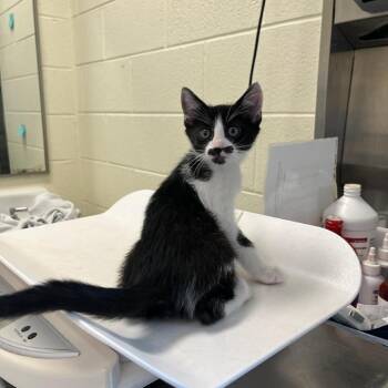 Domestic Short Hair Cats Available for Adoption in Charlottesville, Virginia - Toadally Awesome | PetCurious