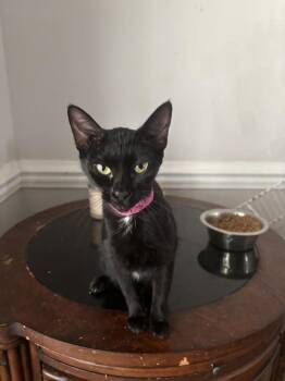 Grease Lightning -  Domestic Short Hair Cat for Adoption in Salisbury, North Carolina - Grease Lightning | PetCurious