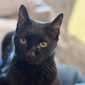 Domestic Short Hair Cats Available for Adoption - Bliss | PetCurious