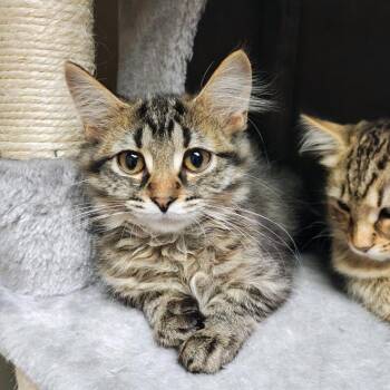 Mai Tai -  Domestic Medium Hair Cat for Adoption in Oconto, Wisconsin - Mai Tai | PetCurious