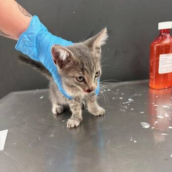 Banksy -  Domestic Medium Hair Cat for Adoption in Livingston, Texas - Banksy | PetCurious