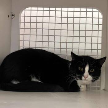 Rescue Domestic Short Hair Cats for Adoption in Inwood, West Virginia - Sir Double Stuff | PetCurious