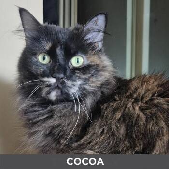 Domestic Long Hair Cats Available for Adoption in Toronto, Ontario - Cocoa | PetCurious