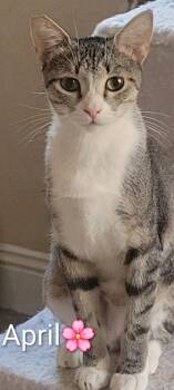 April -  Domestic Short Hair Cat for Adoption in Las Vegas, Nevada - April | PetCurious