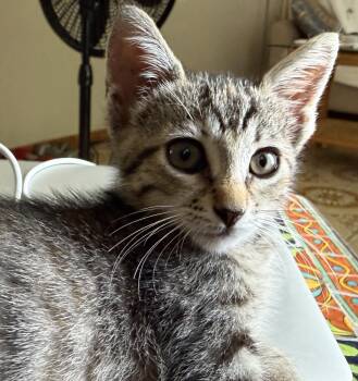 Rescue Domestic Short Hair Cats for Adoption in Princeton, New Jersey - Moxie | PetCurious