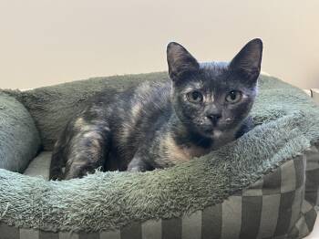 Pearl -  Dilute Tortoiseshell Cat for Adoption in Beach Park, Illinois - Pearl | PetCurious