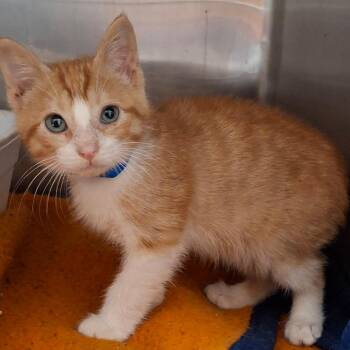 Domestic Short Hair Cats Available for Adoption in Lakeland, Florida - Krusty Krab | PetCurious