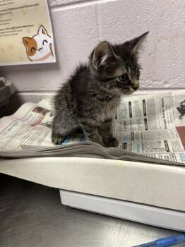 LANGOSTINO -  Domestic Short Hair Cat for Adoption in Jacksonville, Florida - LANGOSTINO | PetCurious