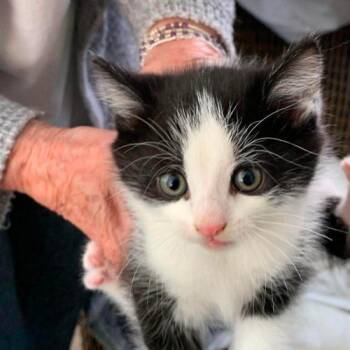 Churro -  Domestic Short Hair Cat for Adoption in Toronto, Ontario - Churro | PetCurious