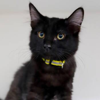 Sybil -  Domestic Short Hair Cat for Adoption in Los Angeles, California - Sybil | PetCurious