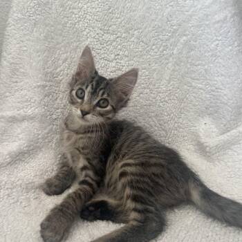 Rescue Tabby Cats for Adoption in Napa, California - Molly | PetCurious
