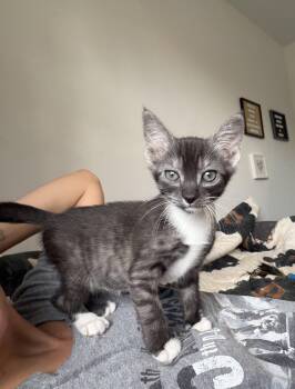 Kitty Purry -  Domestic Short Hair and Tabby Cat for Adoption in Homestead, Florida - Kitty Purry | PetCurious