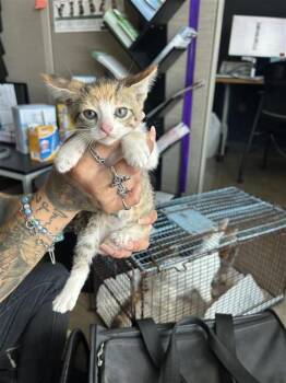 LINDSEY -  Domestic Short Hair Cat for Adoption in San Antonio, Texas - LINDSEY | PetCurious