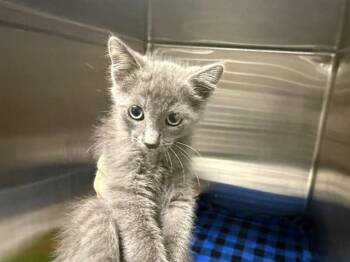 HOUDINI -  Domestic Short Hair Cat for Adoption in Rowlett, Texas - HOUDINI | PetCurious