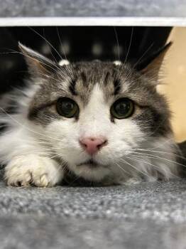 Scooter -  Domestic Long Hair Cat for Adoption in Fruit Heights, Utah - Scooter | PetCurious