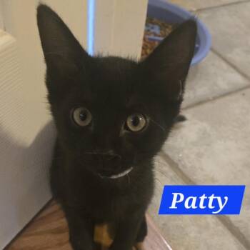 Patty -  Domestic Short Hair Cat for Adoption in Bentonville, Arkansas - Patty | PetCurious