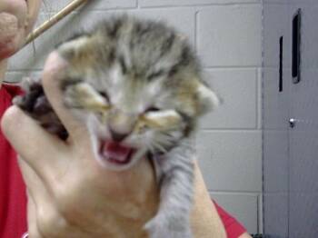 A185817 -  Domestic Short Hair Cat for Adoption in Pasadena, Texas - A185817 | PetCurious