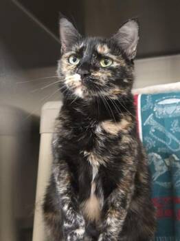 Marie -  Domestic Short Hair Cat for Adoption in Vancouver, Washington - Marie | PetCurious