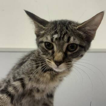 Todd -  Domestic Short Hair Cat for Adoption in Tampa, Florida - Todd | PetCurious