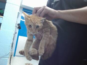 VULCAN -  Domestic Short Hair Cat for Adoption in Albuquerque, New Mexico - VULCAN | PetCurious