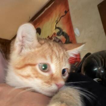 Betty White -  American Shorthair Cat for Adoption in Mount Vernon, Arkansas - Betty White | PetCurious
