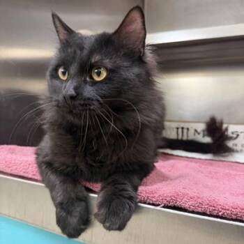 Domestic Medium Hair Cats Available for Adoption - Scandinavian Swimmer | PetCurious