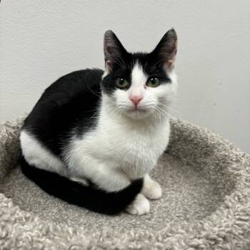 Rescue Domestic Short Hair Cats for Adoption in Falls Church, Virginia - Helen | PetCurious