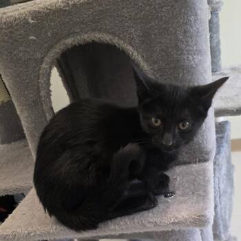 Domestic Short Hair Cats Available for Adoption - Salem | PetCurious