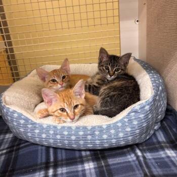 Domestic Short Hair Cats Available for Adoption in Sandy Springs, Georgia - Rusty | PetCurious
