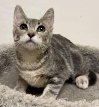 Granadilla -  Tabby and Domestic Short Hair Cat for Adoption in Phoenix, Arizona - Granadilla | PetCurious