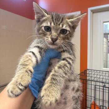 4th Wing Characters 2 -  Domestic Short Hair Cat for Adoption in Westminster, California - 4th Wing Characters 2 | PetCurious