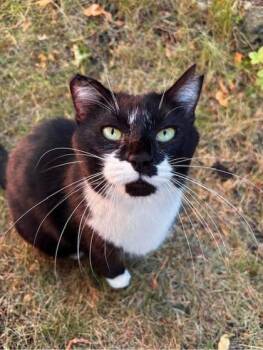 Domestic Short Hair Cats Available for Adoption - Big Boy (BB) | PetCurious