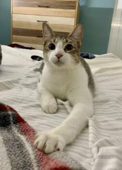 Domestic Short Hair Cats Available for Adoption - Mr. Kai | PetCurious