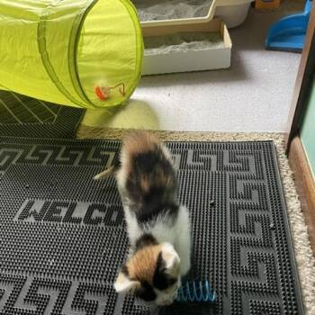 Korra C12088 -  Domestic Short Hair Cat for Adoption - Korra C12088 | PetCurious