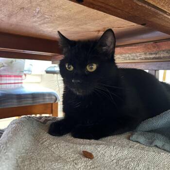 Domestic Short Hair Cats Available for Adoption in Evanston, Illinois - Soft Serve | PetCurious