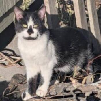 Tike Dial -  Domestic Medium Hair Cat for Adoption in Eagle Mountain, Utah - Tike Dial | PetCurious