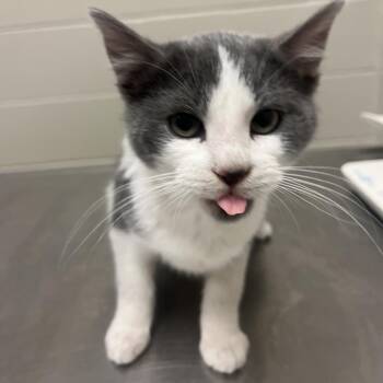 Domestic Short Hair Cats Available for Adoption - Sansa: Rodent Responder, Adoption Fees Waived! | PetCurious