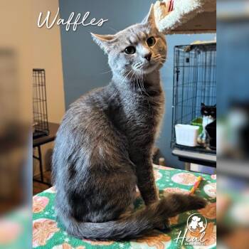 Domestic Short Hair Cats Available for Adoption in Youngwood, Pennsylvania - Waffles | PetCurious