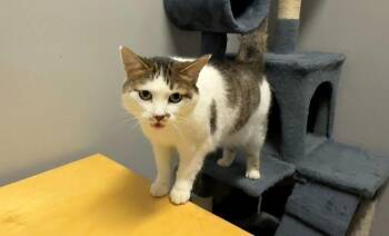 Domestic Short Hair Cats Available for Adoption in Hudson, New Hampshire - Samantha | PetCurious