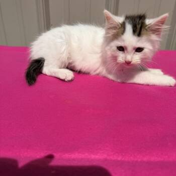 Domestic Medium Hair Cats Available for Adoption in Logan, Ohio - Lydia | PetCurious