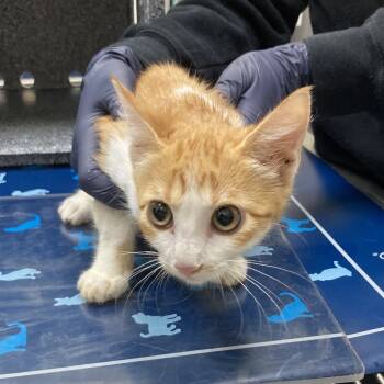 Rescue Domestic Short Hair Cats for Adoption in Galveston, Texas - Ember | PetCurious