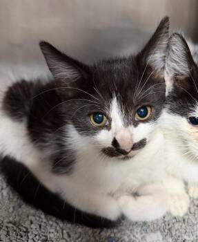 V -  Domestic Short Hair Cat for Adoption in Cincinnati, Ohio - V | PetCurious